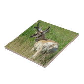 A35 プロングホーン アンテロープの雄 タイル (側面)