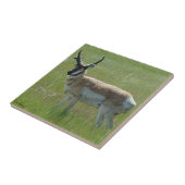 A36 プリオンゴーン鹿 タイル (側面)