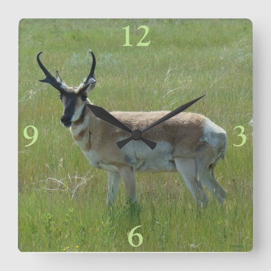 A36 Pronghornのカモシカの木びき台 スクエア壁時計 (正面)