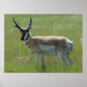 A36 Pronghornのカモシカの木びき台 ポスター