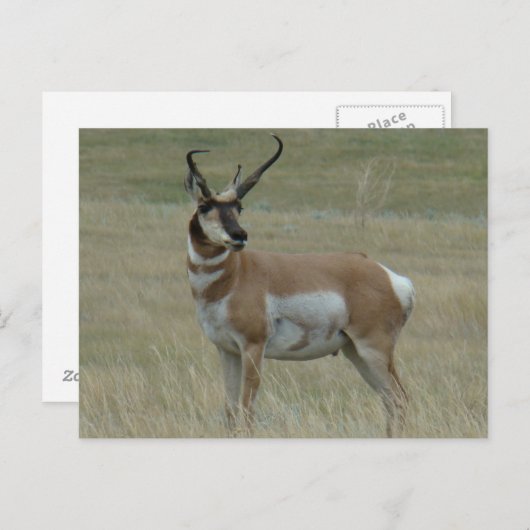 A37プロンコーンアンテロープ反り角 ポストカード (正面/裏面)