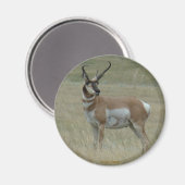 A37プロンコーンアンテロープ反り角 マグネット (正面/裏面)