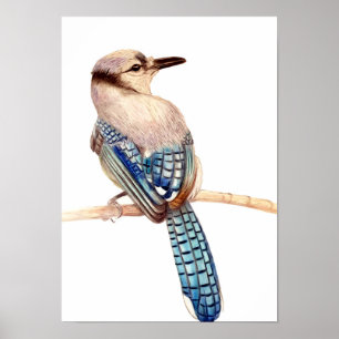 A3 Beautiful Blue Jay Pencil Drawing Print ポスター