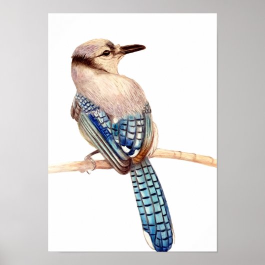 A3 Beautiful Blue Jay Pencil Drawing Print ポスター (正面)
