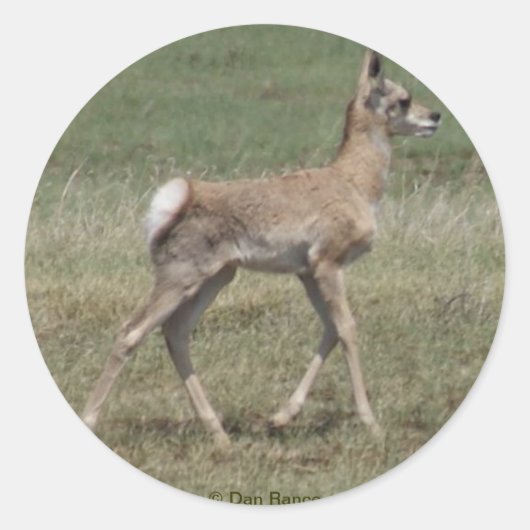 A42ベビープロンアンテロープ ラウンドシール (正面)