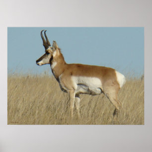 A46 プリオンゴーンアンテロープ ポスター