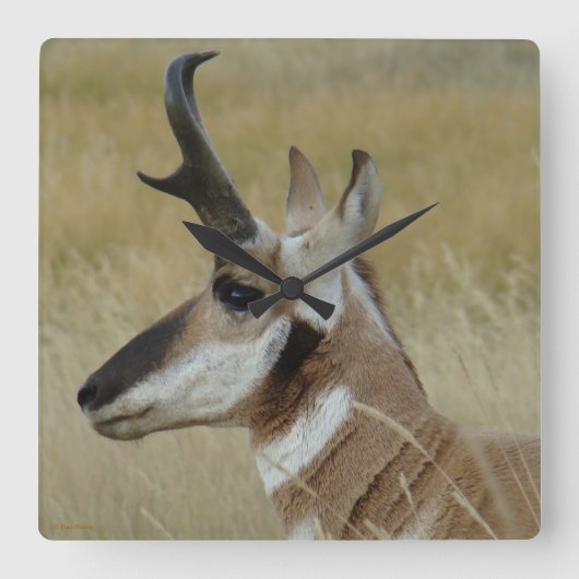 A4 Pronghornのカモシカの頭部の打撃のプロフィール スクエア壁時計 (正面)