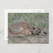 A6ベビープロンアンテロープ ポストカード (正面/裏面)