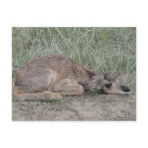 A6ベビープロンアンテロープ