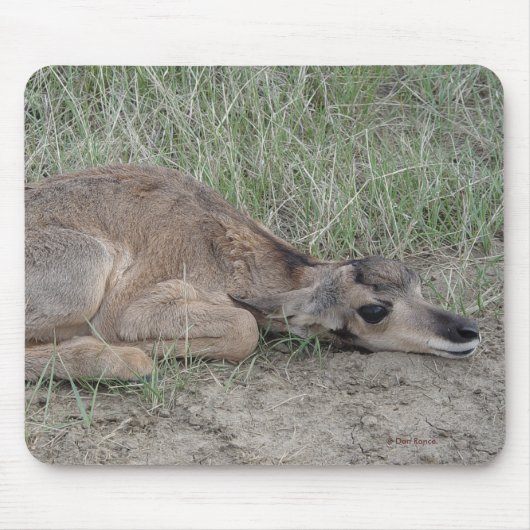 A6 アメリカクロツノシ鹿の赤ちゃん マウスパッド (正面)