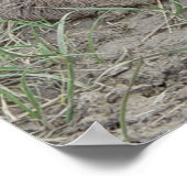 A6 ヤギのような動物の赤ちゃん ポスター (角)