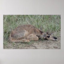 A6 ヤギのような動物の赤ちゃん