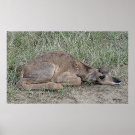 A6 ヤギのような動物の赤ちゃん ポスター