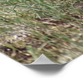 A7ベビープロンアンテロープ頭アップ ポスター (角)