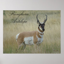 A8 Pronghorn Antelope ポスター