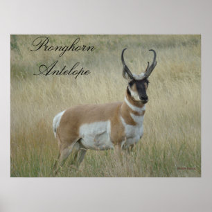 A8 Pronghorn Antelope ポスター