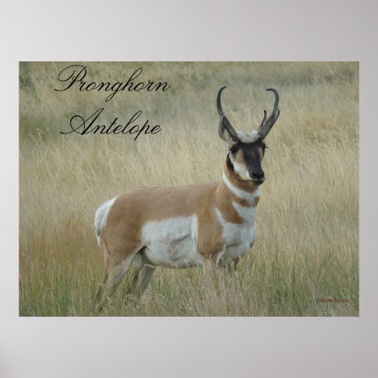 A8 Pronghorn Antelope ポスター (正面)