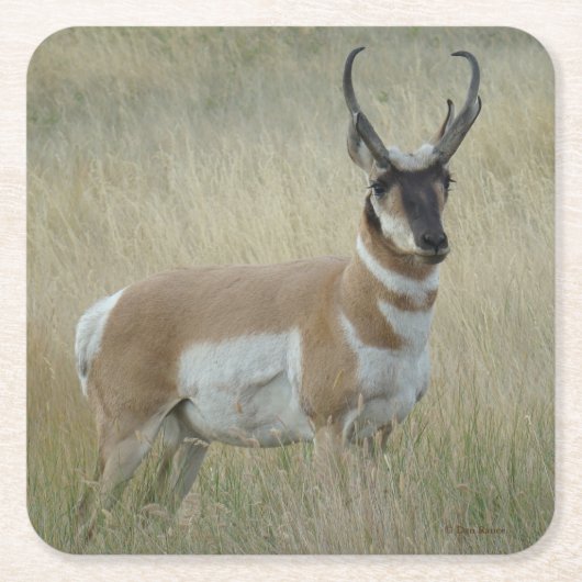 A8 Pronghorn Antelope Buck スクエアペーパーコースター (正面)