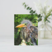 A baby green heron ポストカード (スタンド正面)