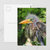 A baby green heron ポストカード (正面/裏面)