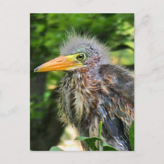 A baby green heron ポストカード (正面)