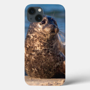 A baby seal coming ashore in Children's Pool iPhone 13ケース