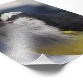 A Bananaquit ~ Yes I am, looking at you.   フォトプリント (角)