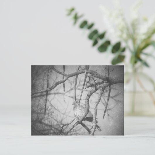 A beautiful Dove Black and White ポストカード (スタンド正面)