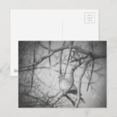 A beautiful Dove Black and White ポストカード (正面/裏面)