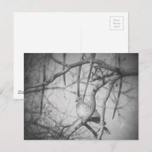 A beautiful Dove Black and White ポストカード (正面/裏面)