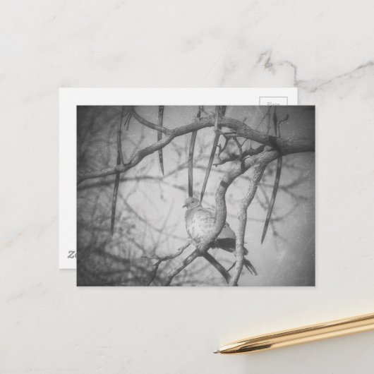 A beautiful Dove Black and White ポストカード (正面/裏面インサイチュ)