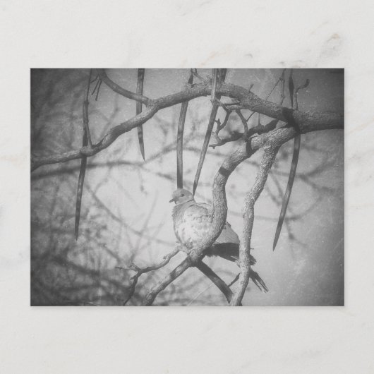 A beautiful Dove Black and White ポストカード (正面)