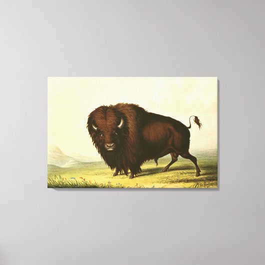 A Bison, c.1832 キャンバスプリント (正面)