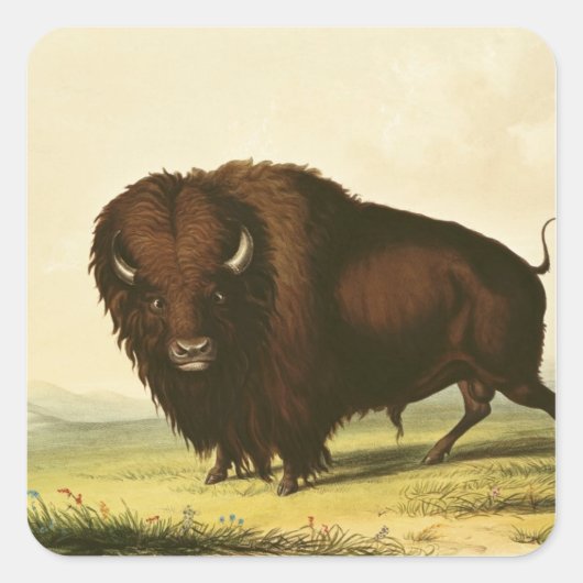 A Bison, c.1832 スクエアシール (正面)