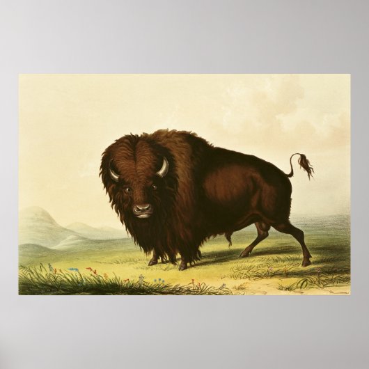 A Bison, c.1832 ポスター (正面)