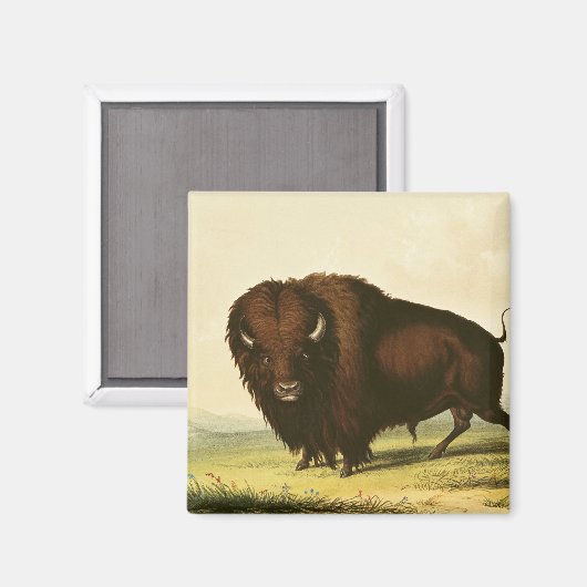 A Bison, c.1832 マグネット (正面/裏面)