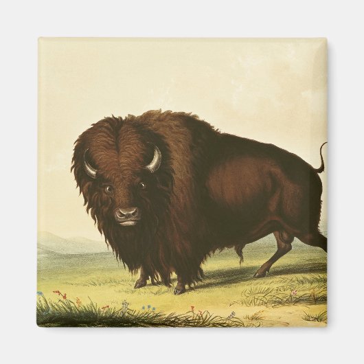 A Bison, c.1832 マグネット (正面)