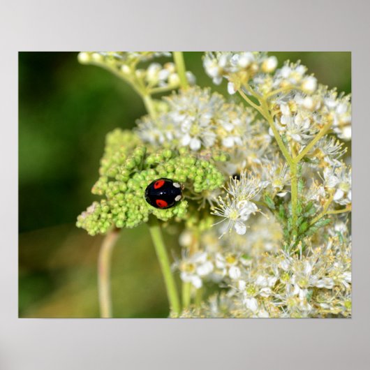 A black ladybug with red spots  ポスター (正面)