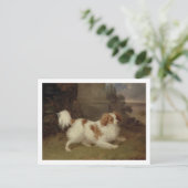 A Blenheimスパニエル犬、c.1820-30(キャンバス上の油) ポストカード (スタンド正面)