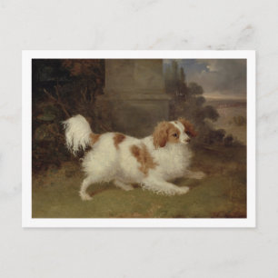 A Blenheimスパニエル犬、c.1820-30(キャンバス上の油) ポストカード