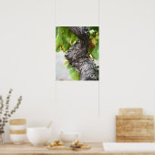 A branch of a very old vine with gnarled ポスター (キッチン)