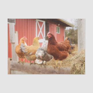 A Chaotic Chicken Portrait Part 2 薄葉紙