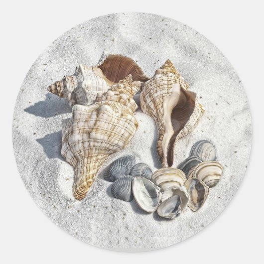 A Collection of Seashells on Sand ラウンドシール (正面)
