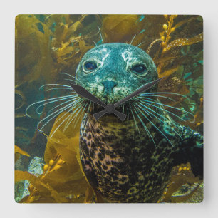A Curious Harbor Seal Kelp Forest   Santa Barbara スクエア壁時計