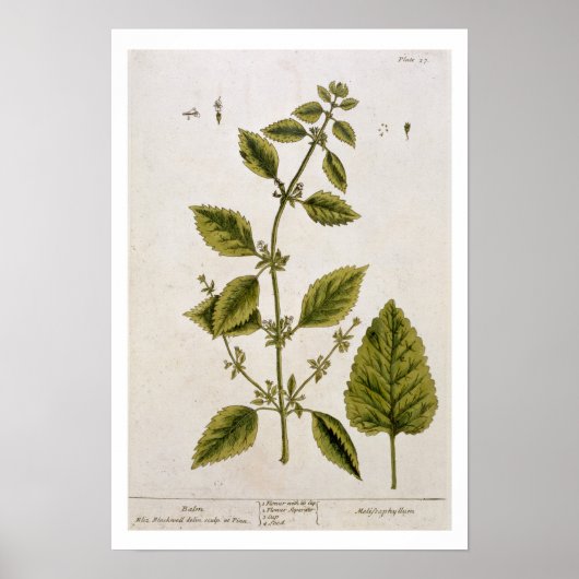 「A Curious Herbal」のプレート27のBalm氏が発行 ポスター (正面)