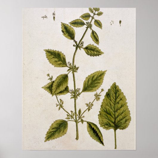 「A Curious Herbal」のプレート27のBalm氏が発行 ポスター (正面)