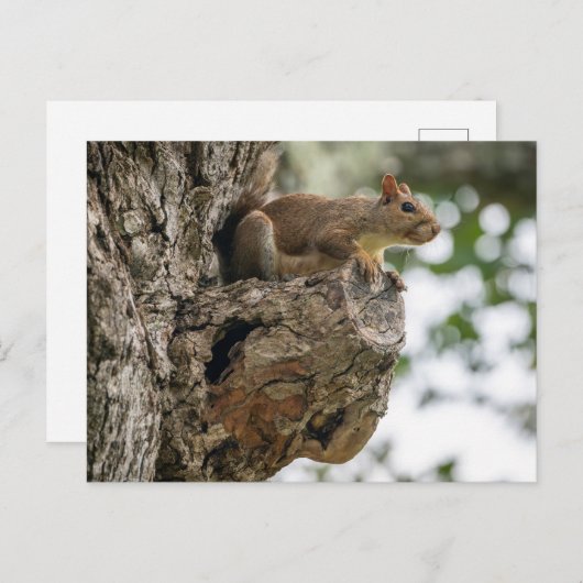 A curious squirrel perched on the knob of a tree. ポストカード (正面/裏面)