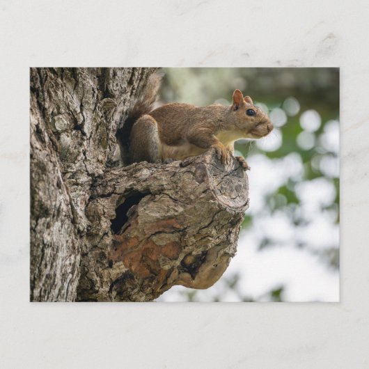 A curious squirrel perched on the knob of a tree. ポストカード (正面)