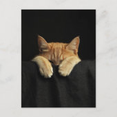 A Cute Sleepy Ginger Kitty Hanging Off the Bed ポストカード (正面)