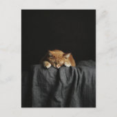 A Cute Sleepy Ginger Kitty on black ポストカード (正面)